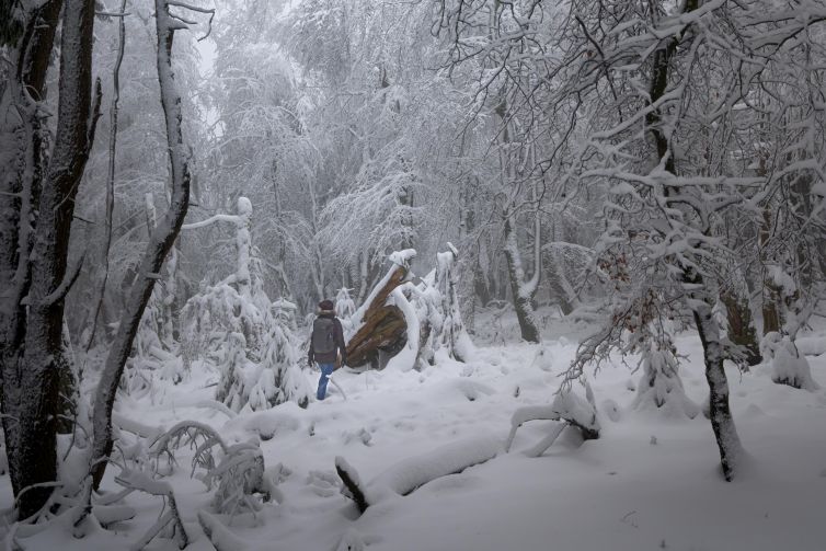 Snow-covered forest with a lone person in Kronberg im Taunus.