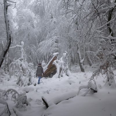 Snow-covered forest with a lone person in Kronberg im Taunus.