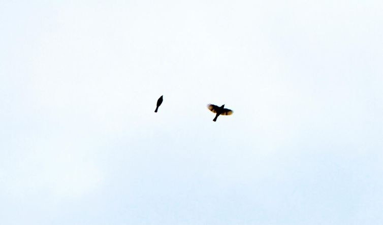 Two birds in flight against a pale sky