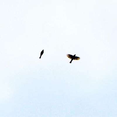 Two birds in flight against a pale sky