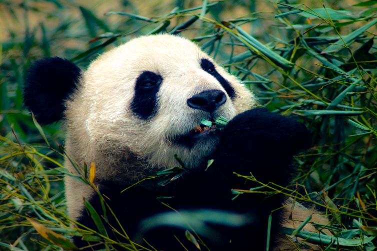 Close-up of a panda eating bamboo surrounded by greenery.