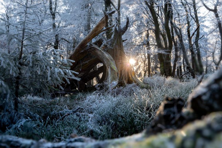 Frost-covered trees illuminated by soft sunlight in Kronberg, Hessen, Germany.