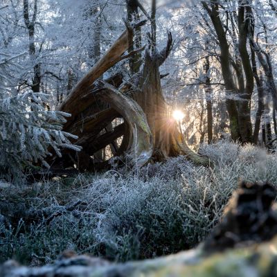 Frost-covered trees illuminated by soft sunlight in Kronberg, Hessen, Germany.
