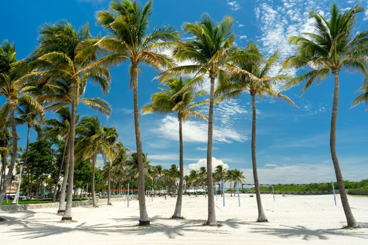 Palm trees on Miami Beach against a clear blue sky.
