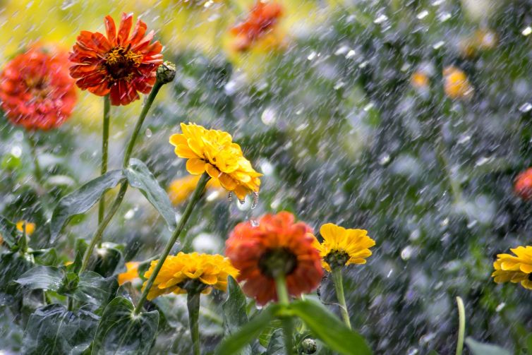Colorful flowers in water shower at Dallas Arboretum