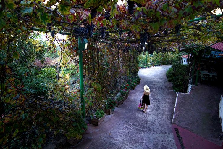 Woman walking on a vine-laden path in Agaete, Las Palmas, Spain.